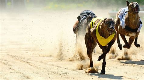 racing post|racing post greyhounds today.